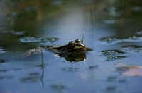 Fotoclub Objectief - Willem  Hoving