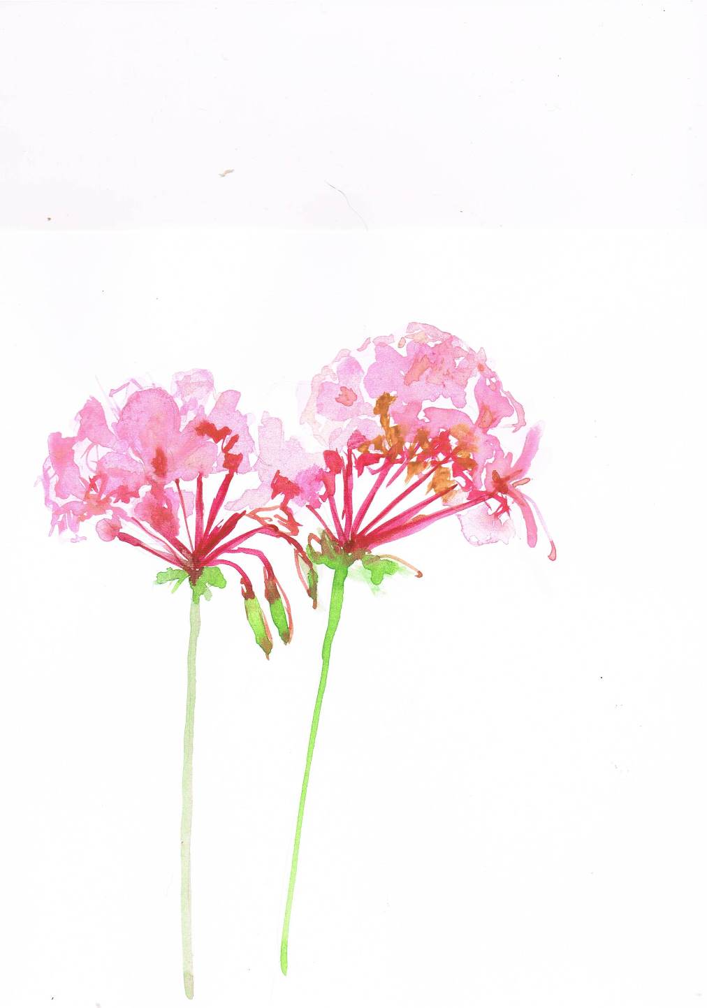 Hennie Dijk-Stel -geraniums